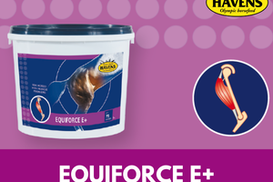EQUIFORCE E+ (1 kg); de "spier-vitamine") voor  spieropbouw en groei spiermassa