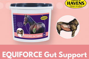 Equiforce Gut Support (1 kg); probiotica voor beter darm-werking