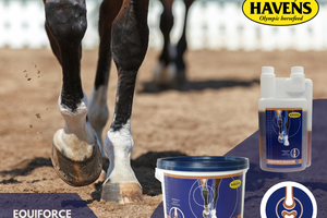 EQUIFORCE Matrix HA (1 kg); premium supplement voor gewrichten, kraakbeen, pezen en botten