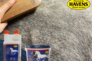 EQUIFORCE B+ (3 kg voordeelpak); extra B-vitamines voor herstel energieniveau & hulp bij verharen